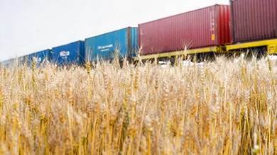 ​مصر تلغي صفقات شراء 240 ألف طن من القمح الأوكراني